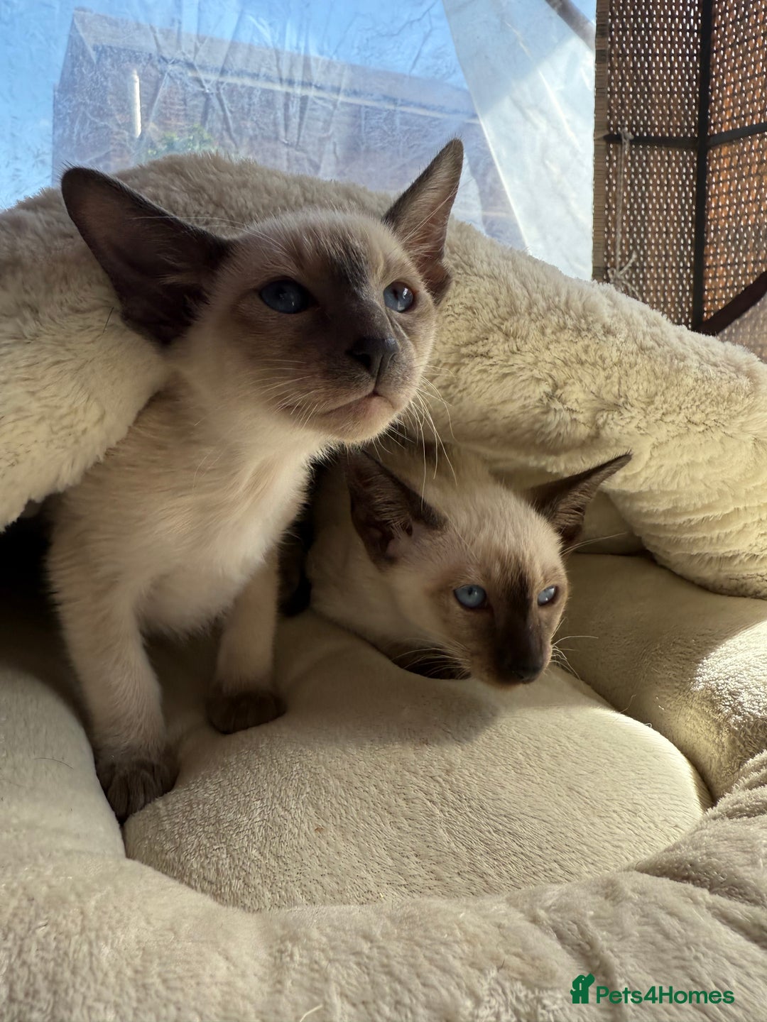 Siamese cats for sale: Siamese kittens - girls  - Image 25