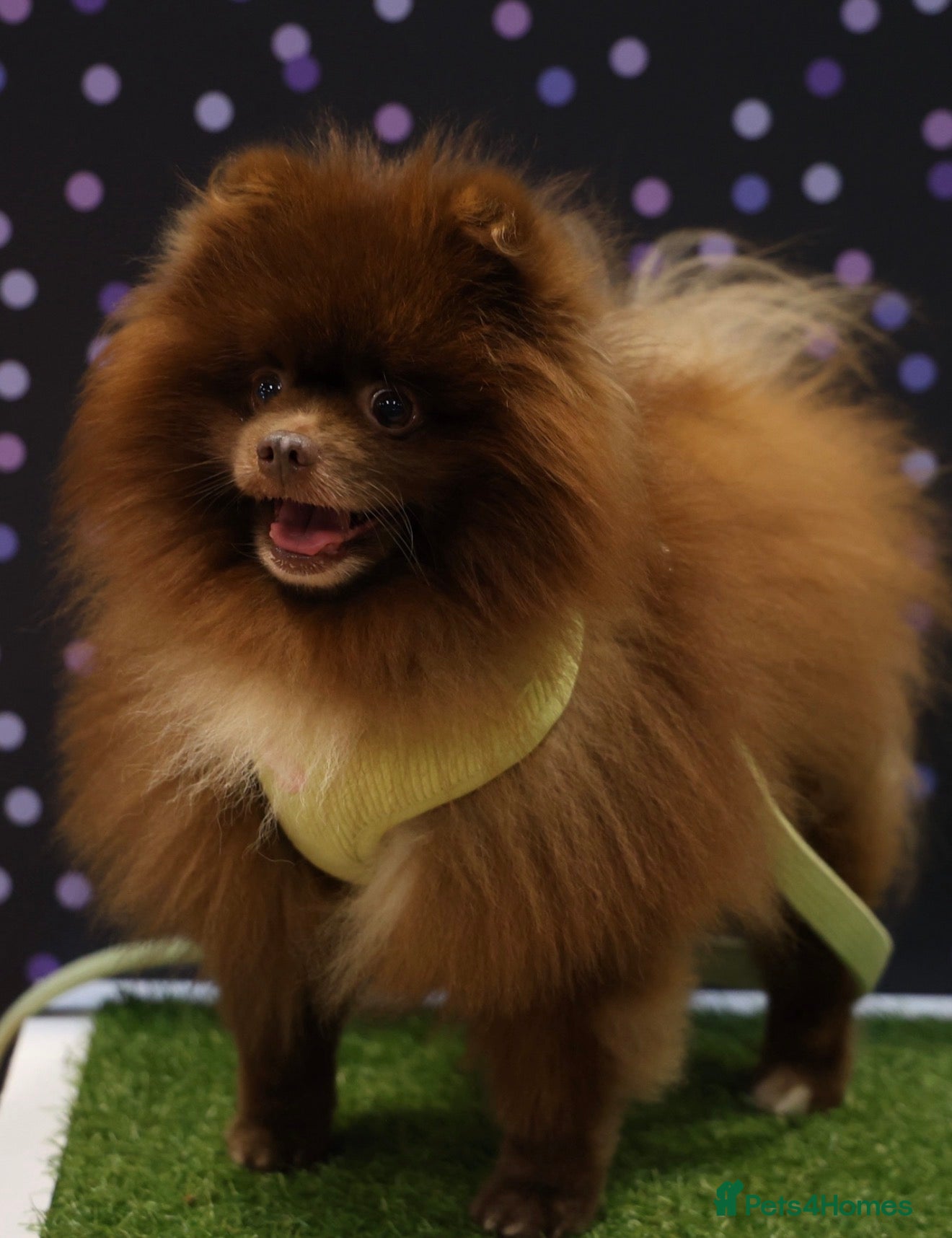 Pomeranian dogs Chocolate Stud Kc Registered ,Embark tested - Advert 12