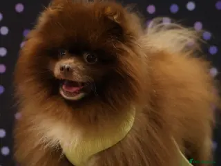 Pomeranian dogs Chocolate Stud Kc Registered ,Embark tested - Advert 12