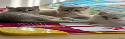 Brazilian Shorthair cats for sale: 2 Girls | Fully Pedigree British Shorthair | GCCF  - Advert 18