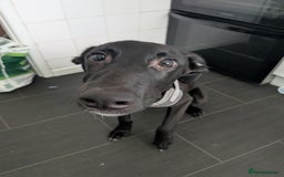 Mixed Breed dogs for sale: Lurcher Cross - Image 2