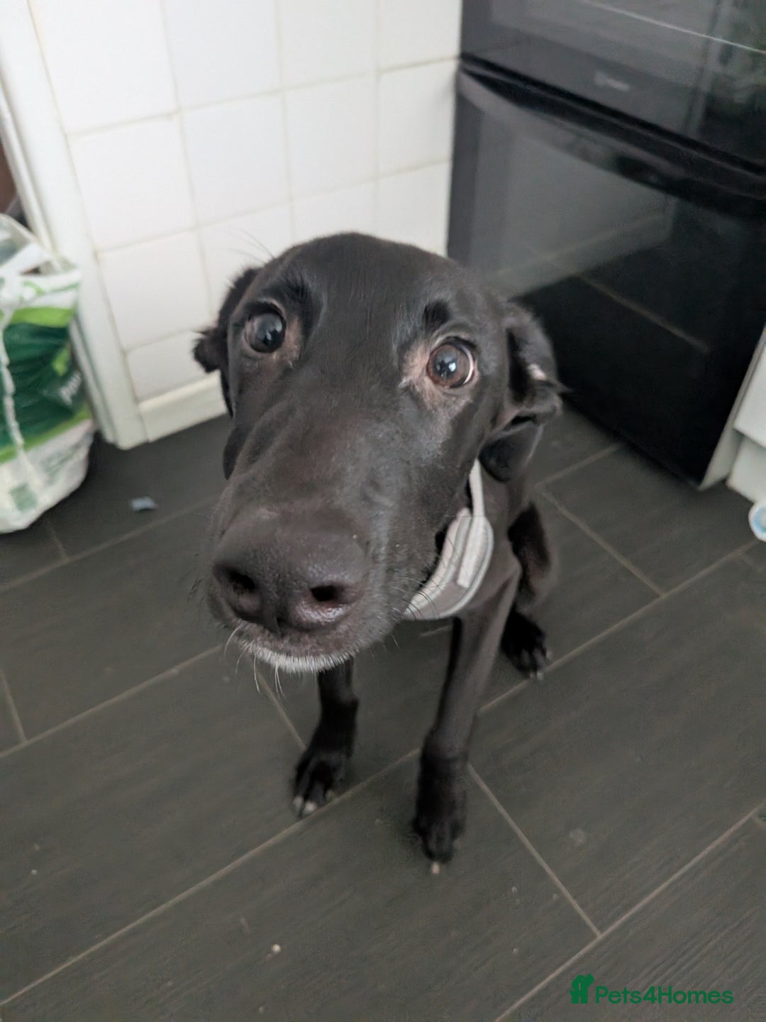 Mixed Breed dogs for sale: Lurcher Cross - Image 2