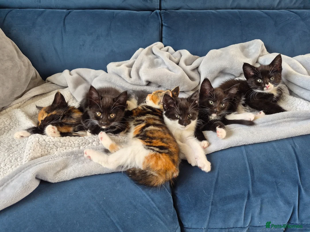 Mixed Breed cats for sale: Mixed race kittens for sale.  - Advert 13