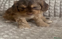 Cockapoo dogs for sale: Beautiful cockapoo puppies - Image 20