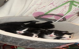 British Shorthair cats for sale: Beautiful kittens - Image 1