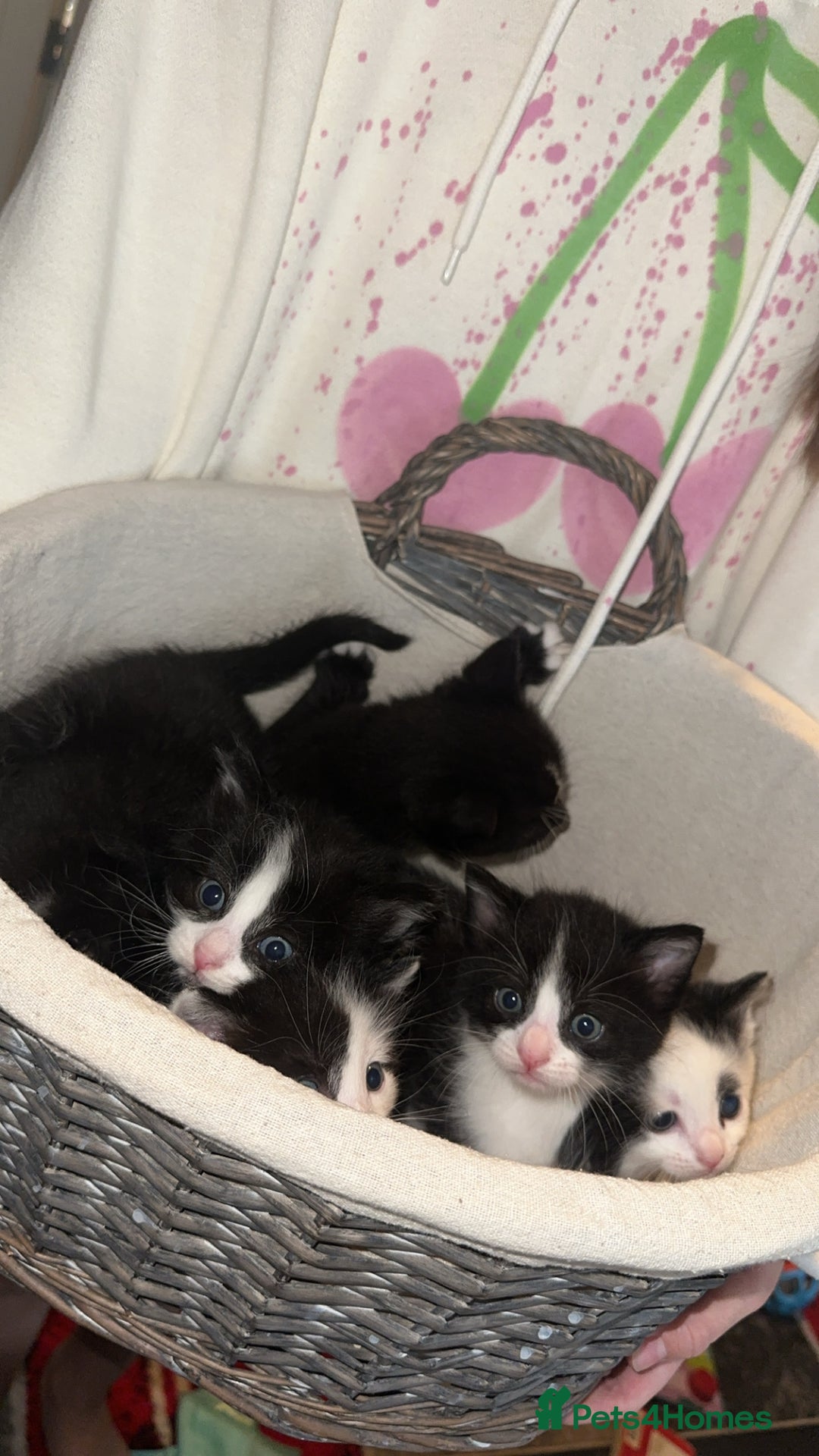 British Shorthair cats for sale: Beautiful kittens - Image 1