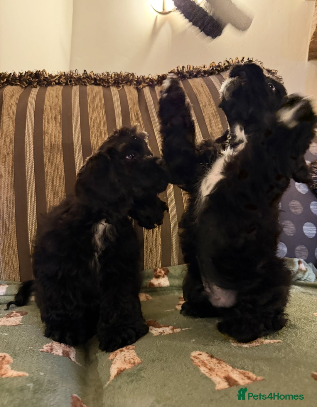 American Cocker Spaniel dogs for sale: Stunning KC American Cocker Spaniel  - Advert 7