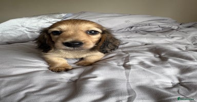 Miniature Dachshund dogs - Advert 9