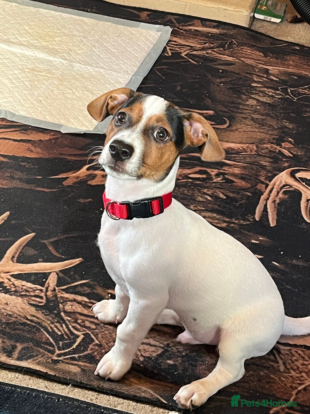 Jack Russell dogs for sale: For sale Jack Russell boy - Advert 4