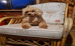 Toy Poodle dogs for sale: Ginger needs a new home!!  - Advert 1