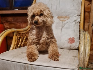Toy Poodle dogs Ginger needs a new home!! - Advert 1
