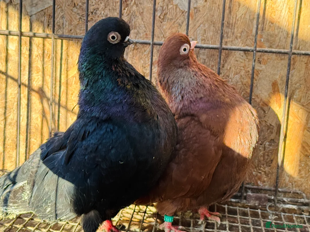 Pigeons birds for sale: RARE ENGLISH SHORTFACE TUMBLERS - Advert 3