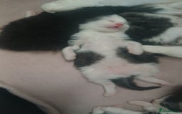 British Longhair cats for sale: Long haired kittens for sale - Image 7