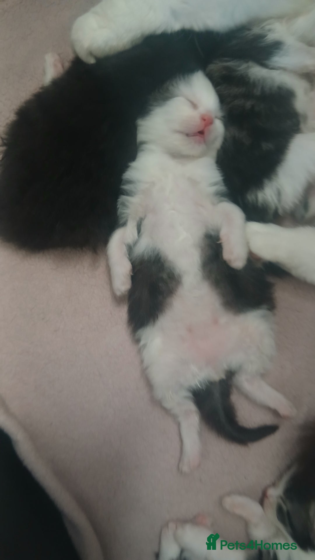 British Longhair cats for sale: Long haired kittens for sale - Image 7
