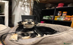 Mixed Breed dogs for adoption: Meet Noodle – Sweet & Shy Pup Looking for Love 🐾 - Image 4