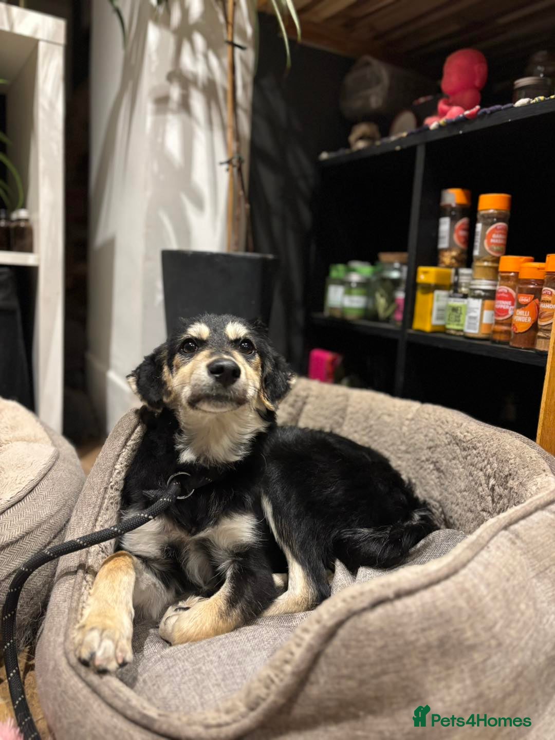Mixed Breed dogs for adoption: Meet Noodle – Sweet & Shy Pup Looking for Love 🐾 - Image 4