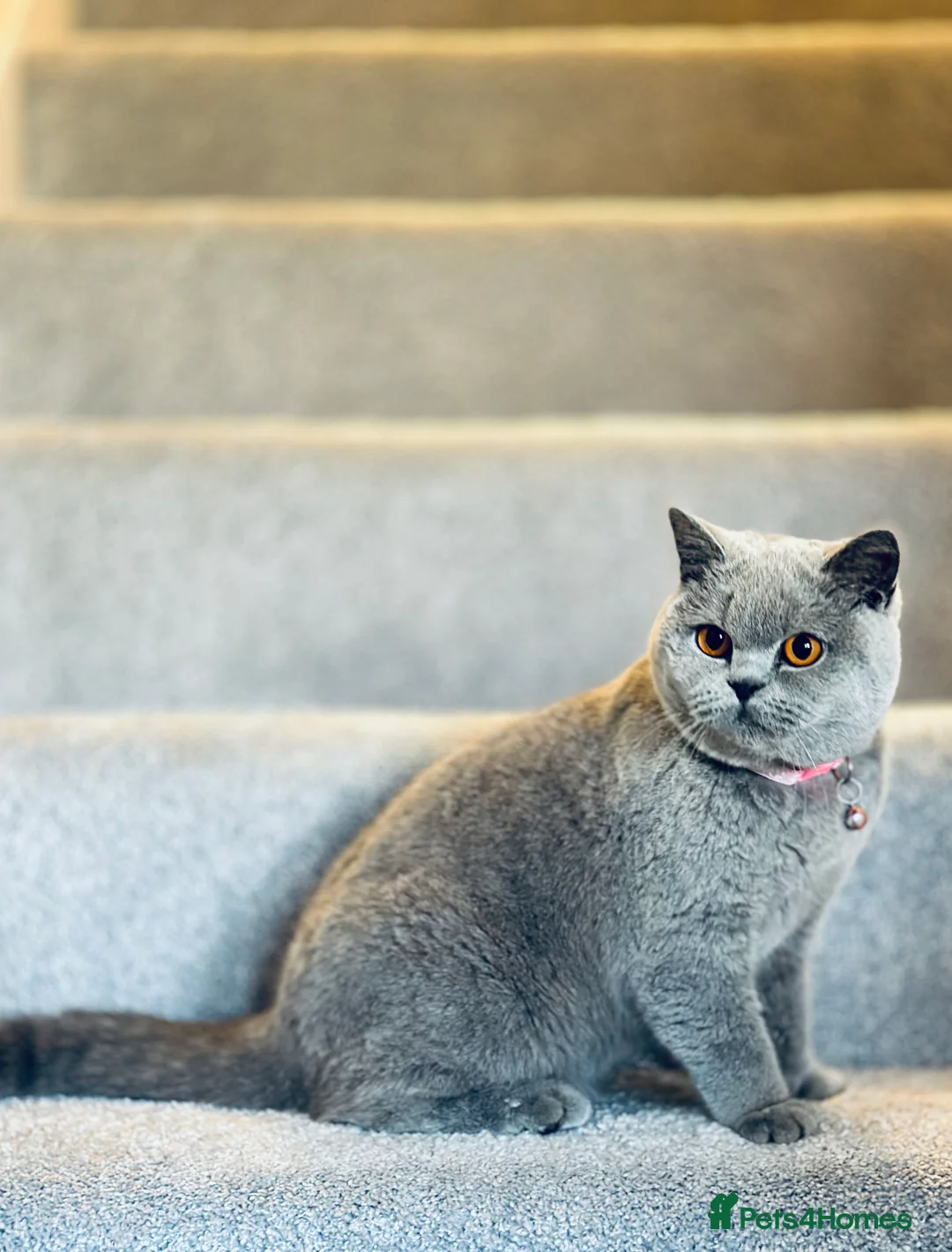 British Shorthair cats for sale: Lovely GCCF Registered British Shorthair Girl - Advert 1