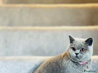 British Shorthair cats Lovely GCCF Registered British Shorthair Girl - Advert 1