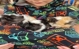 Guinea Pig rodents for sale: 3 baby's for sale - Image 4