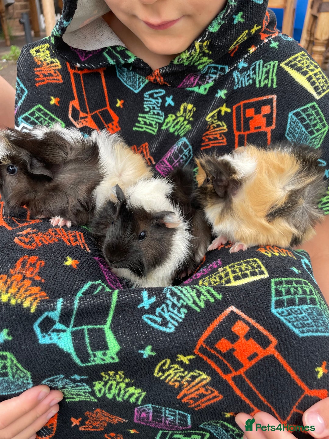 Guinea Pig rodents for sale: 3 baby's for sale - Image 4