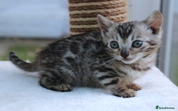 Bengal cats for sale: CUTE BENGAL KITTENS AVAILABLE - Image 12