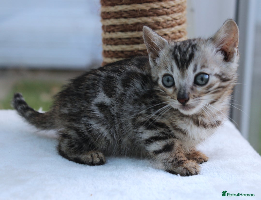 Bengal cats for sale: CUTE BENGAL KITTENS AVAILABLE - Image 12