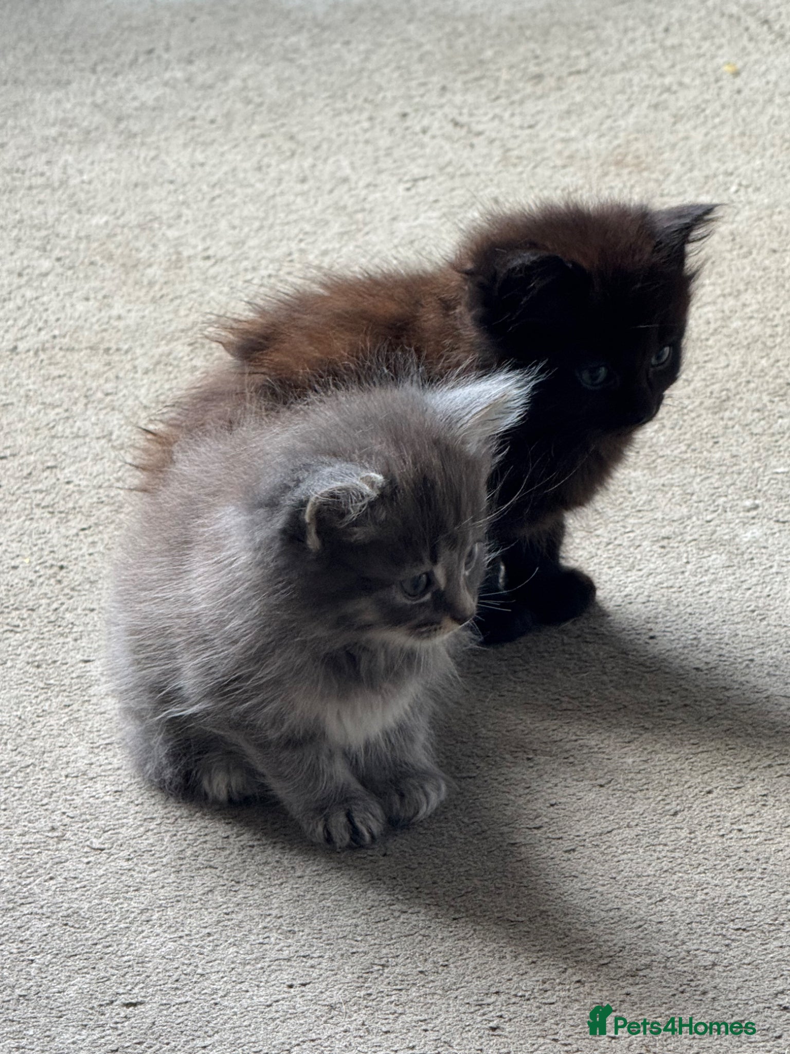 Mixed Breed cats 4 beautiful part ragdoll kittens  - Advert 5