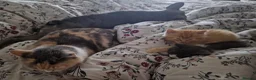 Mixed Breed cats for sale: 2 bouncy baby boys - Advert 3
