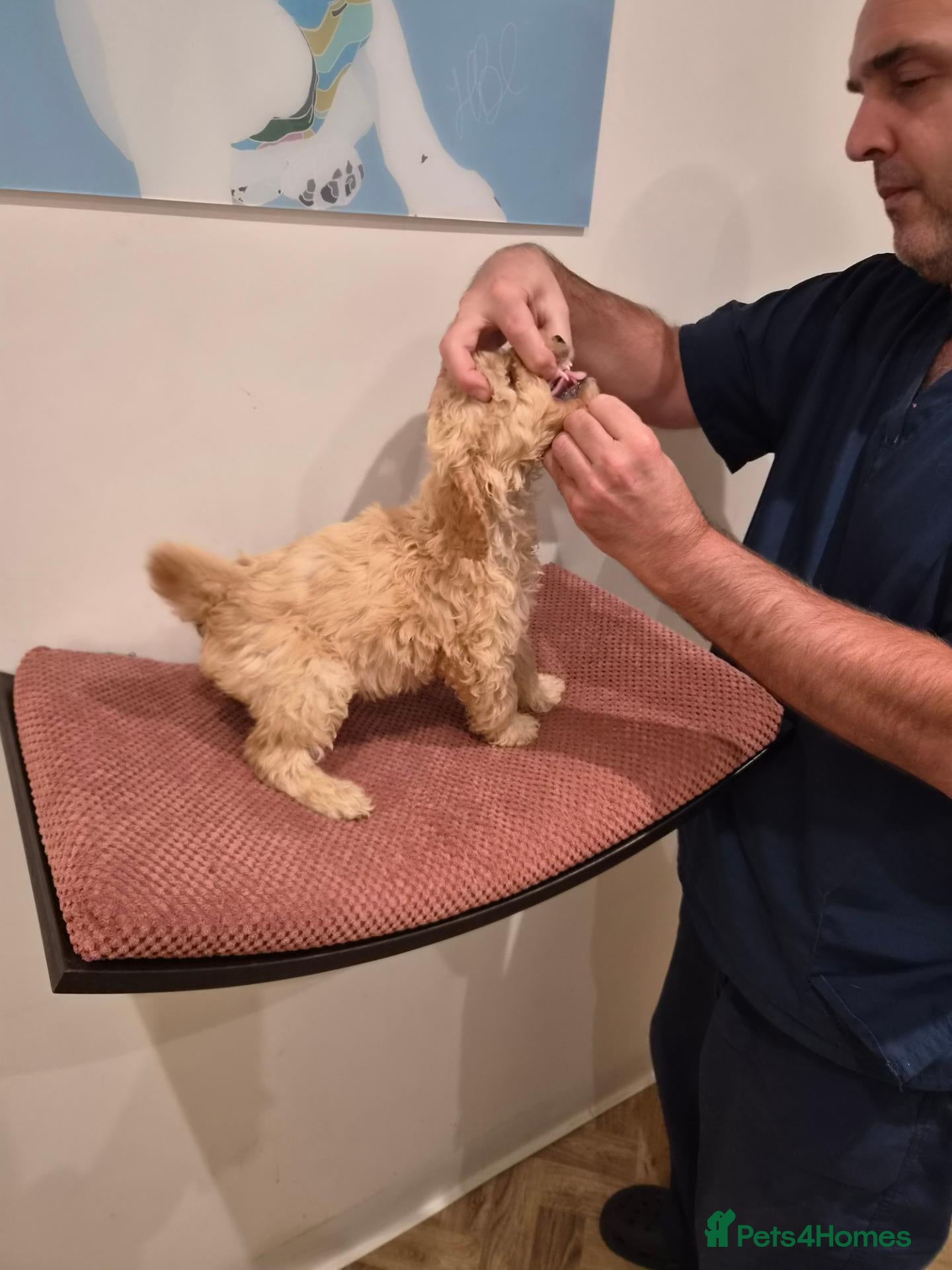 Saint Berdoodle dogs for sale: Miniature Saint Bernadoodles - READY NOW! Reduced - Advert 2