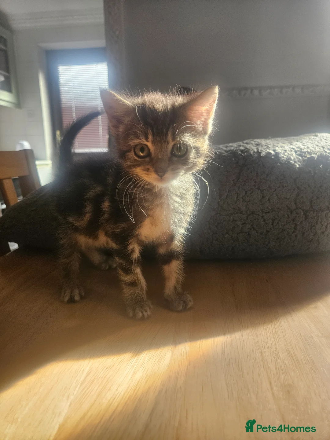Mixed Breed cats for sale: 8 Week Old Kittens - Mixed Litter Mixed Breed - Advert 2