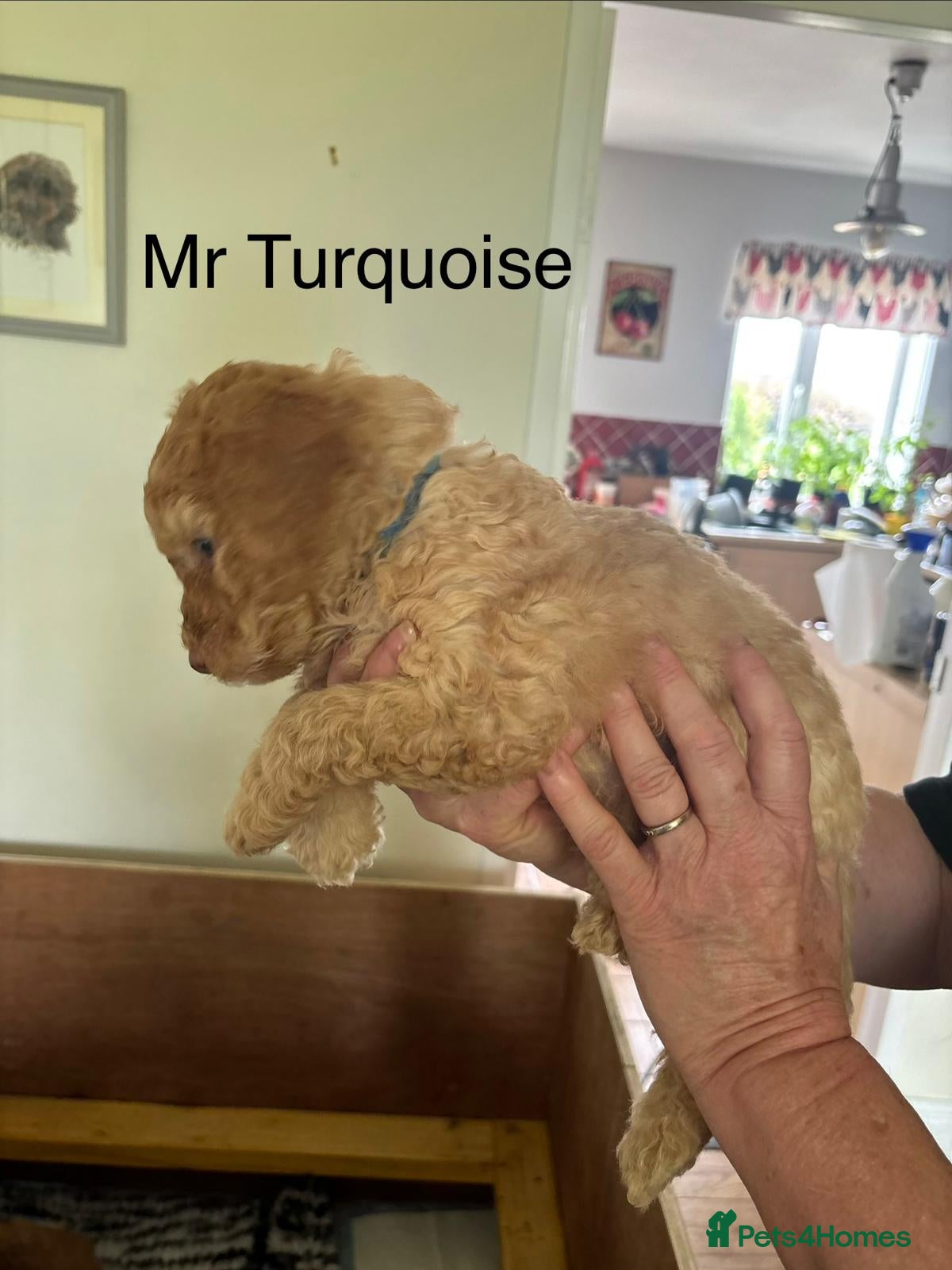 Mixed Breed dogs for sale: Moyen/Miniature Poodle in Gorebridge - Advert 9