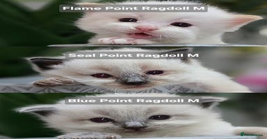 Ragdoll cats - Advert 5