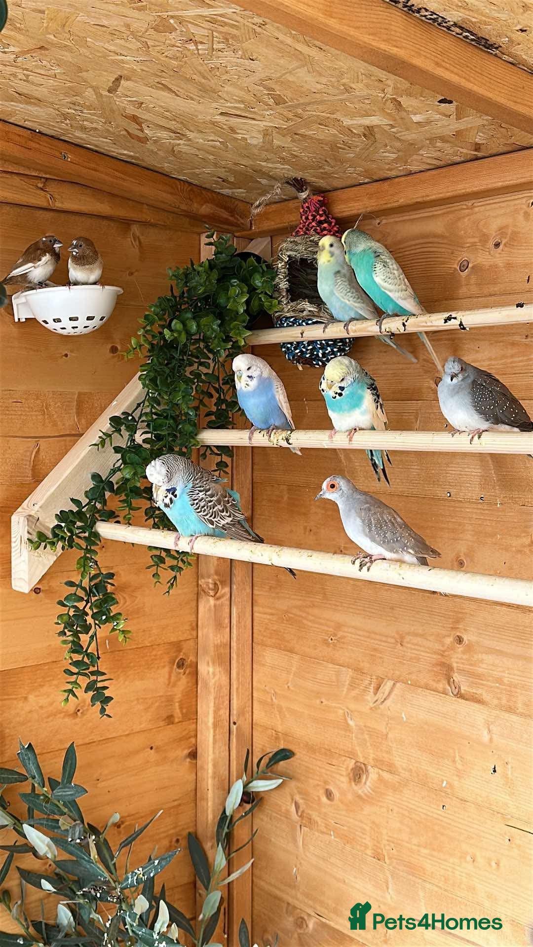 Budgerigars birds for sale: Mix of budgies - Image 6