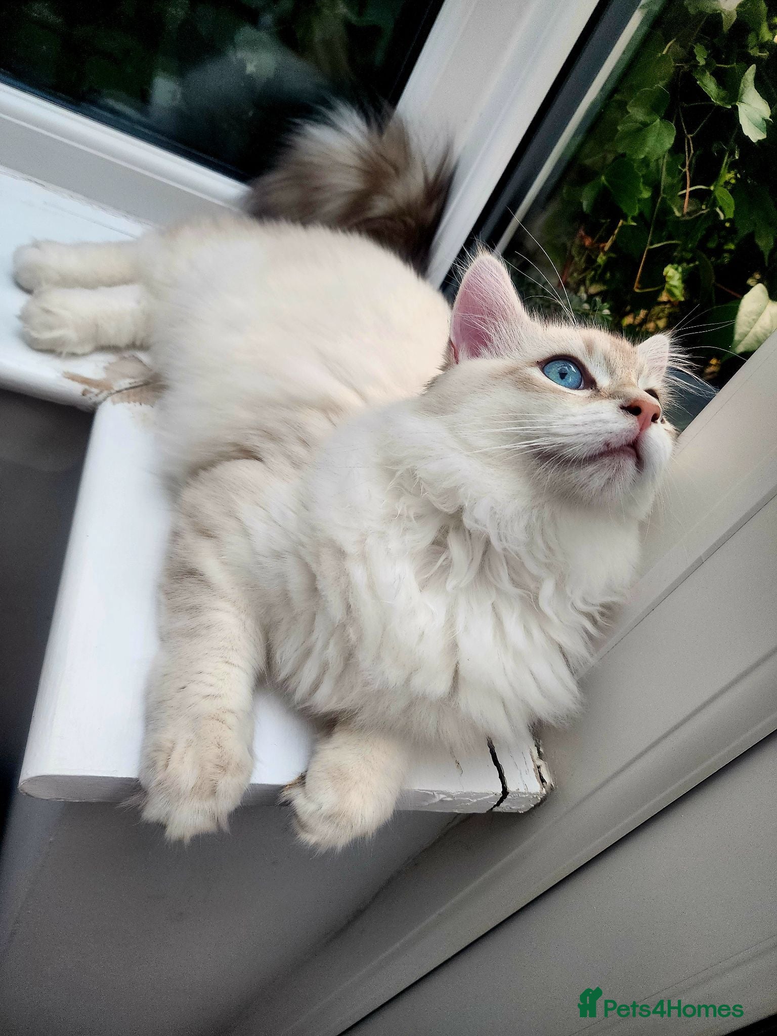 Siberian cats Siberian Male Kitten GCCF Reg Active Breeding  - Advert 8
