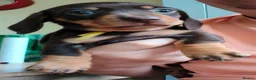 Miniature Dachshund dogs for sale: 3 stunning puppies looking for their forever homes - Advert 6