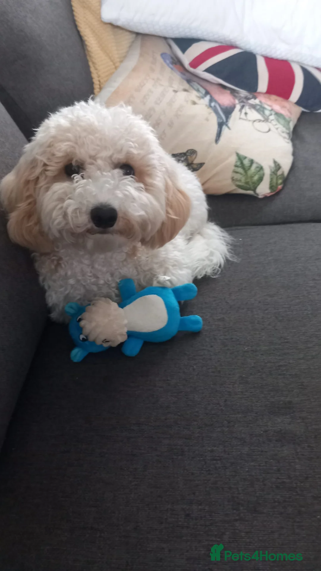 Poochon dogs for sale: 7month old Poochon in Southampton - Advert 2