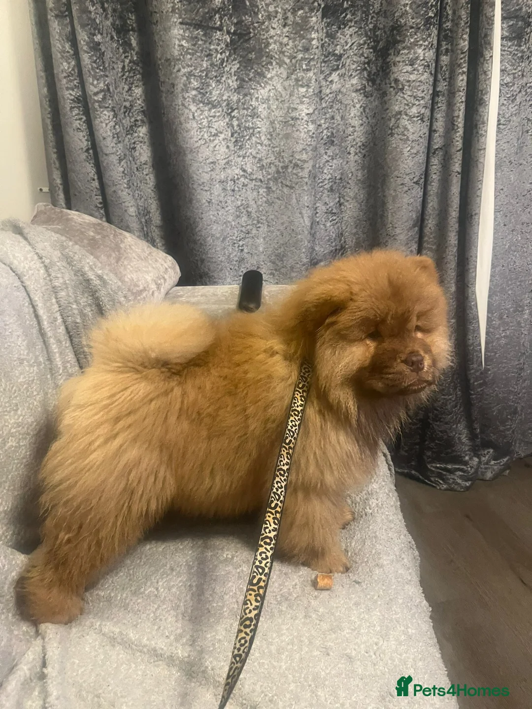 Chow Chow dogs for sale: Chow Chow Kc - Advert 5