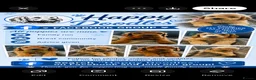 Cockapoo dogs for sale: F1b outstanding cockapoo fully  health tested in Ely - Advert 13
