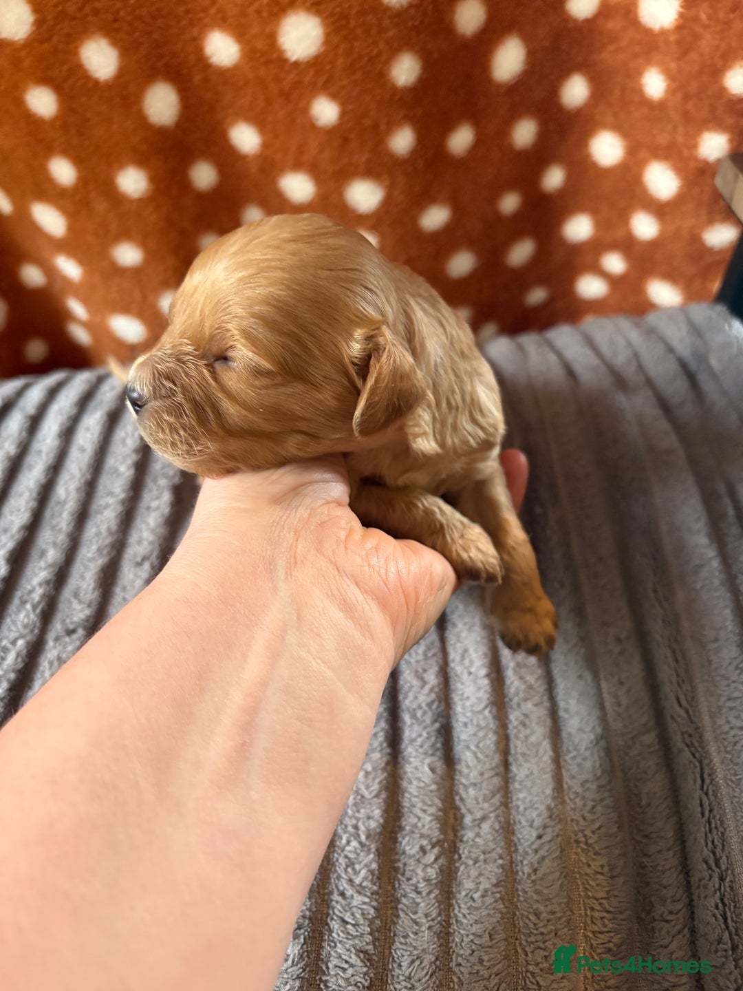 Mixed Breed dogs for sale: 8 beautiful cockapoo cross cavapoo pups - Image 21