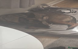 Belgian Shepherd Dog dogs for sale: Belgian shepherd  - Image 3