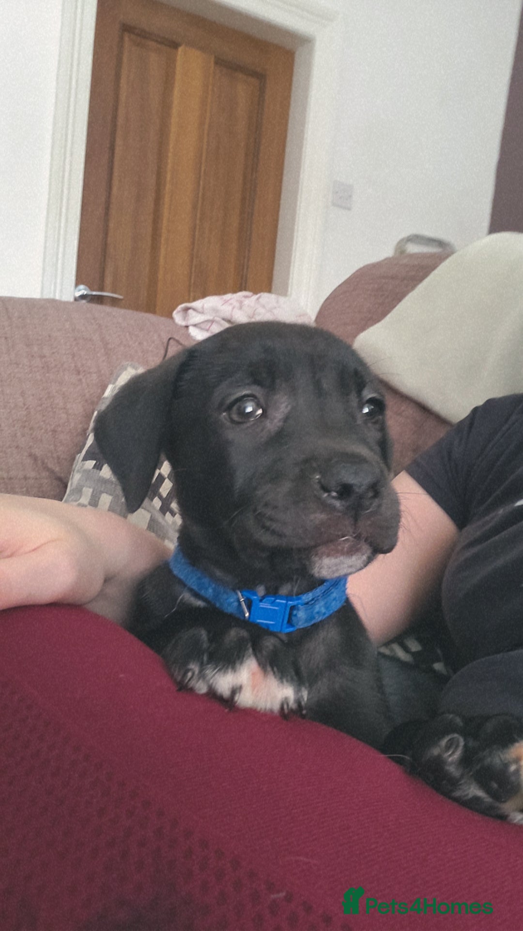 Mixed Breed dogs for sale: 4 month old/ labrador retrieve/cane corse - Image 6