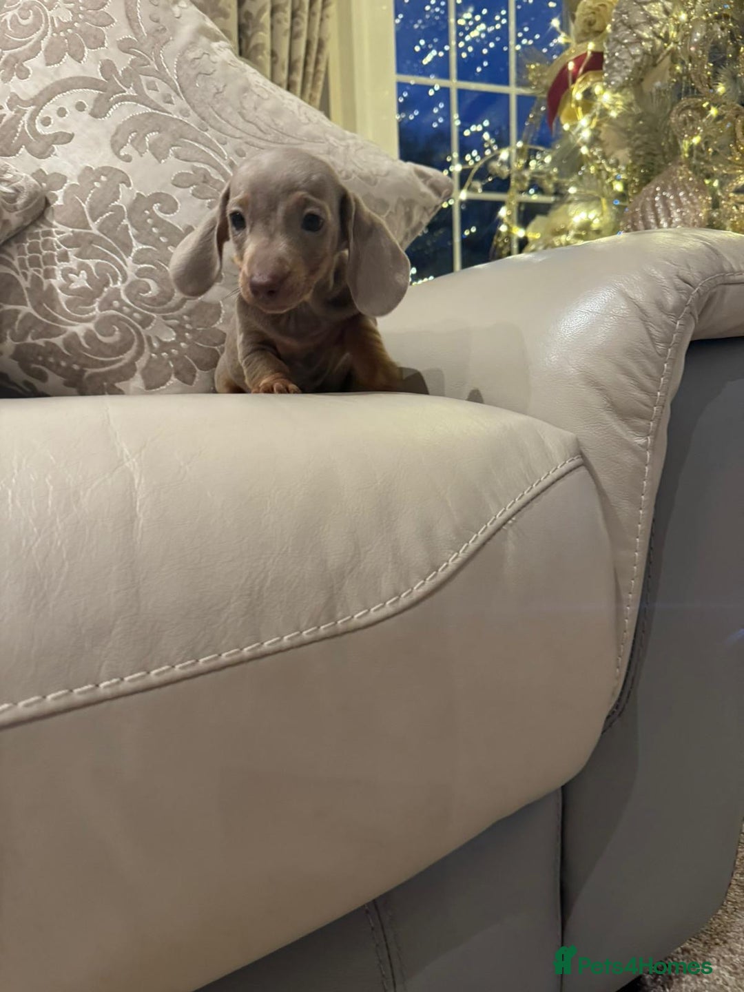 Miniature Dachshund dogs for sale: 2 beautiful lilac and tan miniature dachshunds  - Advert 2