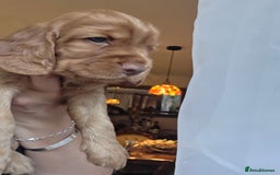 Cocker Spaniel dogs for sale: Beautiful and sweet puppy😊 - Image 20