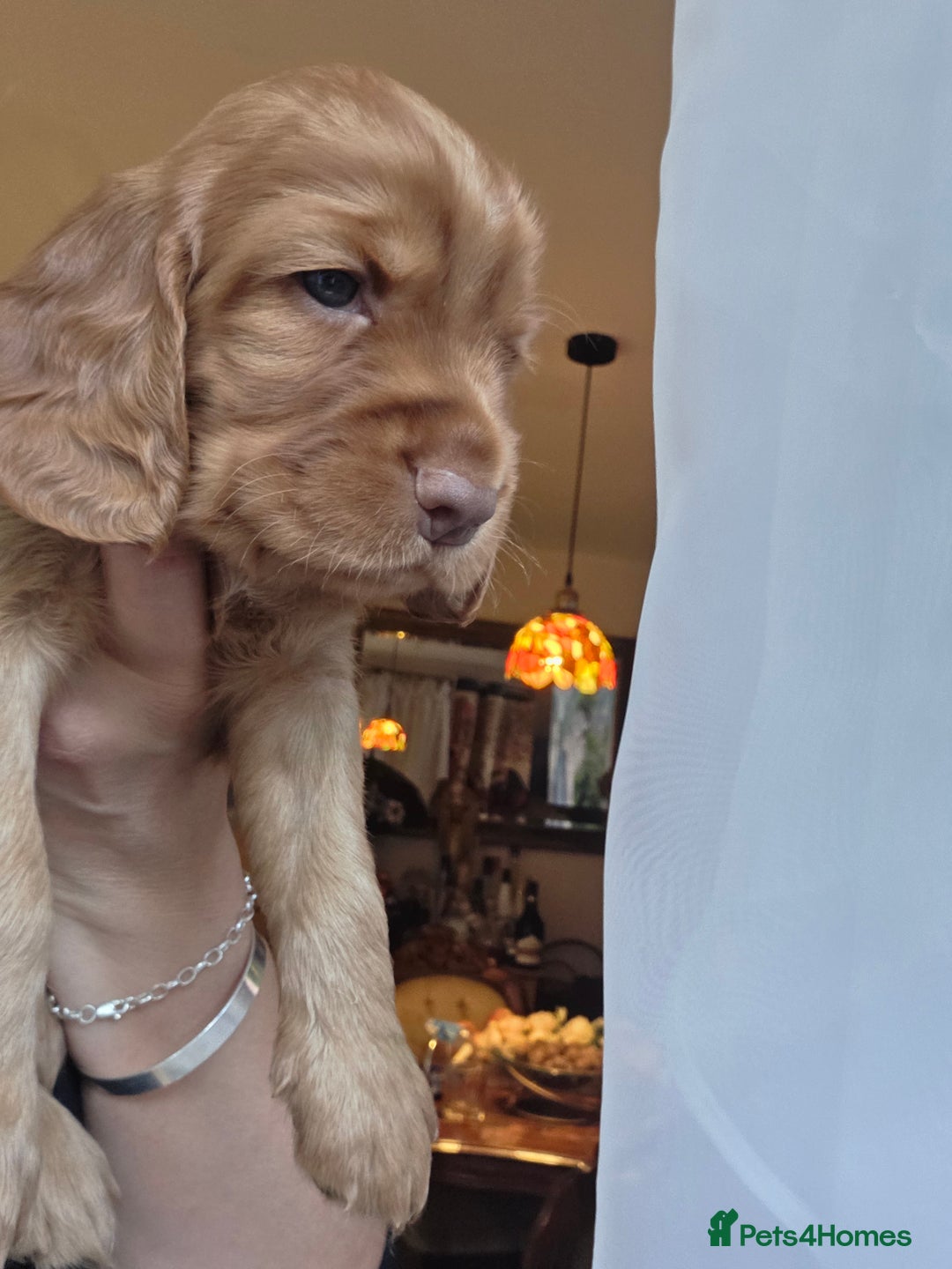Cocker Spaniel dogs for sale: Beautiful and sweet puppy😊 - Image 20