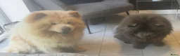 Chow Chow dogs for sale: 5 stunning puppies left !!!!  - Advert 19