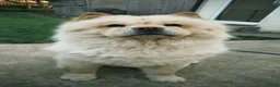 Chow Chow dogs for sale: 5 Beautiful Multi Coloured Chow Chows 💙🩷 - Advert 13
