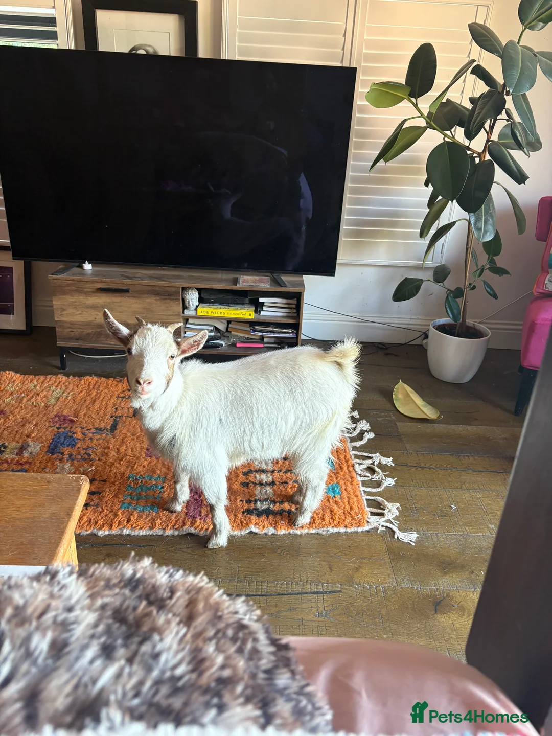 Dartmoor horses for sale: Two mini Shetlands  - Advert 10