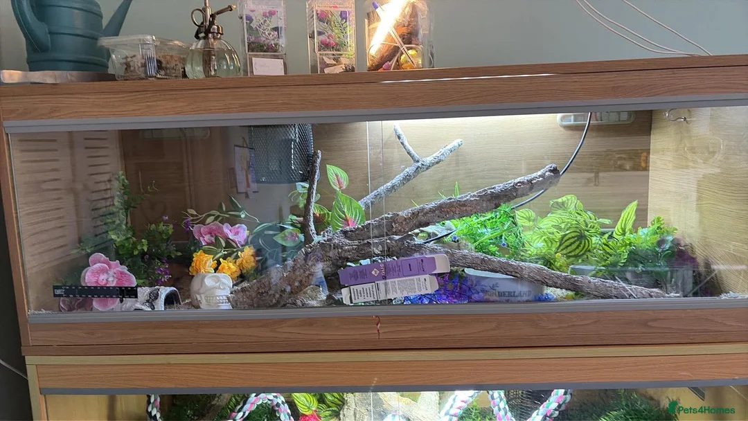 Corn Snake reptiles for sale: 2 corn snakes with full enclosures - Advert 2