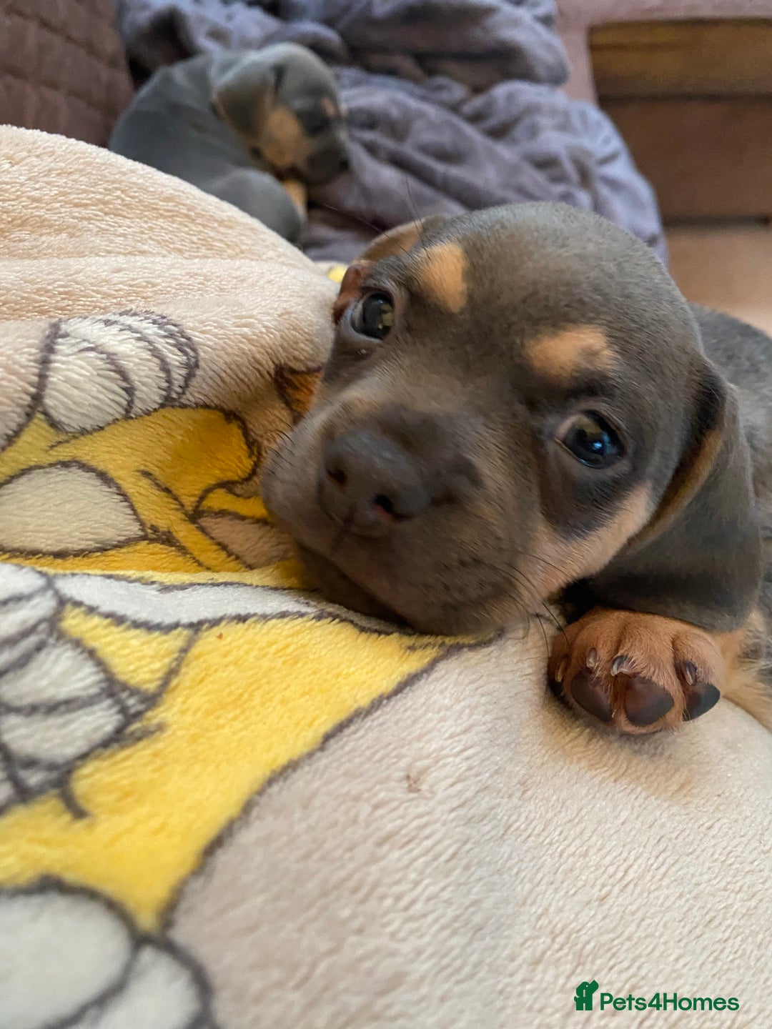 Mixed Breed dogs for sale: French bulldog x chiweenie puppies  - Advert 13