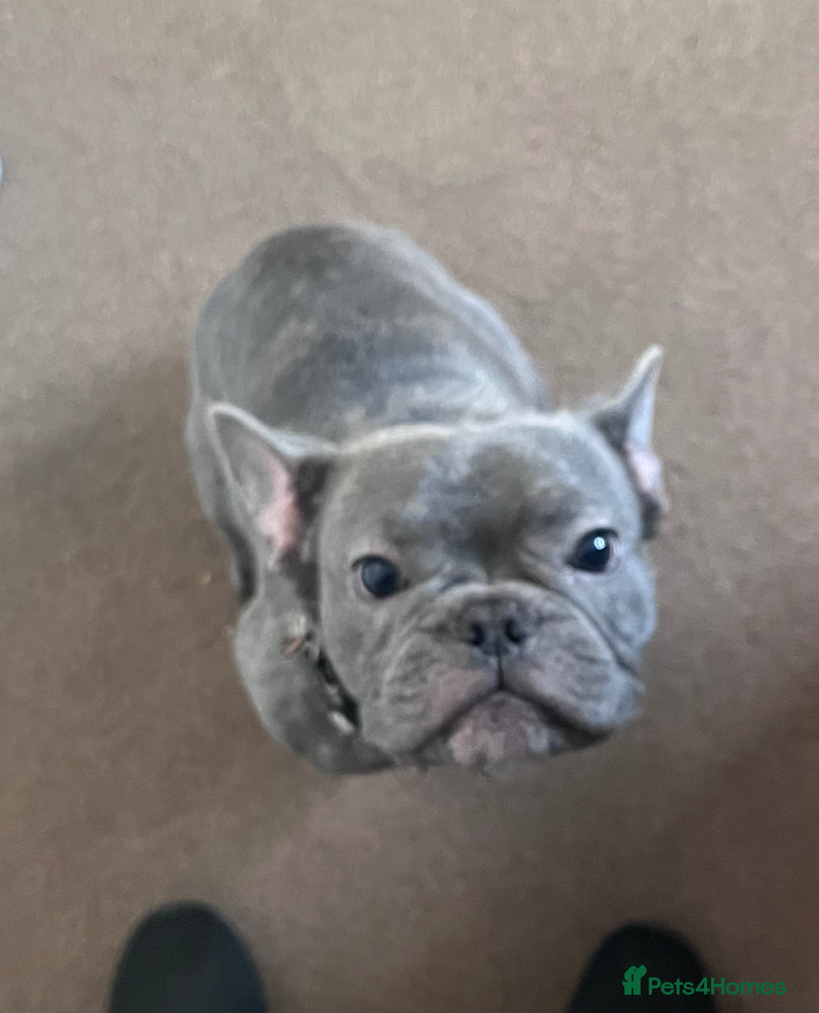 French Bulldog dogs French bulldog - Advert 1